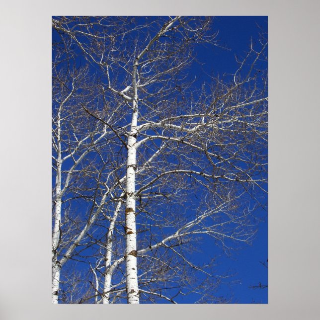 Birch Träd i Blue Poster (Framsidan)