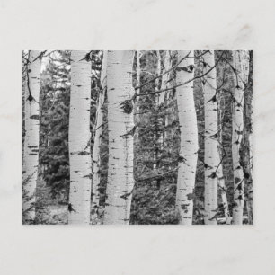 Birch Träd i Skogen Vykort