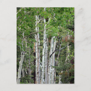 Birch Träd Mount Charleston Nevada Vykort