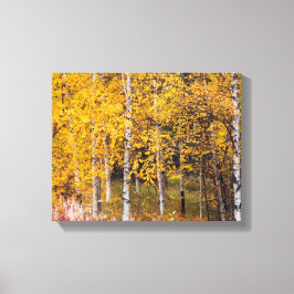 Birch Träd nära Denali Alaska, Fall, Canvas
