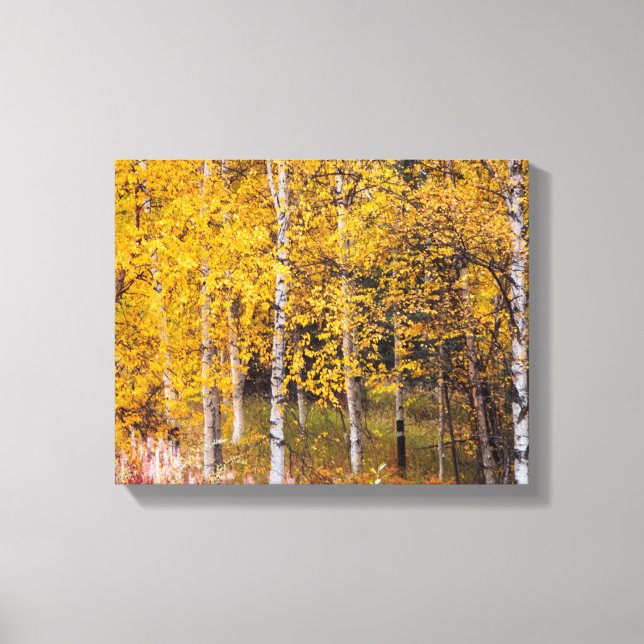 Birch Träd nära Denali Alaska, Fall, Canvas (Framsida)