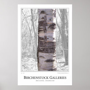 Birch Träd Poster