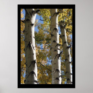 Birch Träd Poster