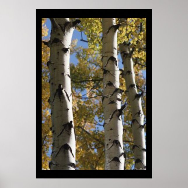 Birch Träd Poster (Framsidan)