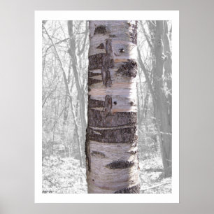 Birch Träd Poster