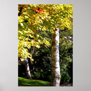Birch Träd Poster