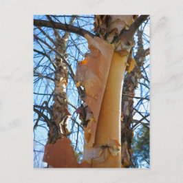 Birch träd shedding bark vykort