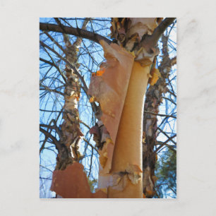 Birch träd shedding bark vykort