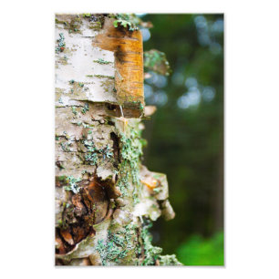 Birch träd skalbark, Maine Fototryck