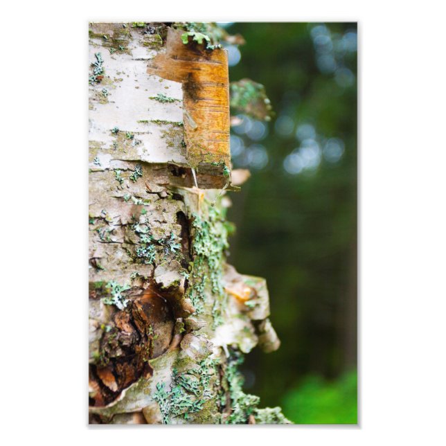 Birch träd skalbark, Maine Fototryck (Framsidan)