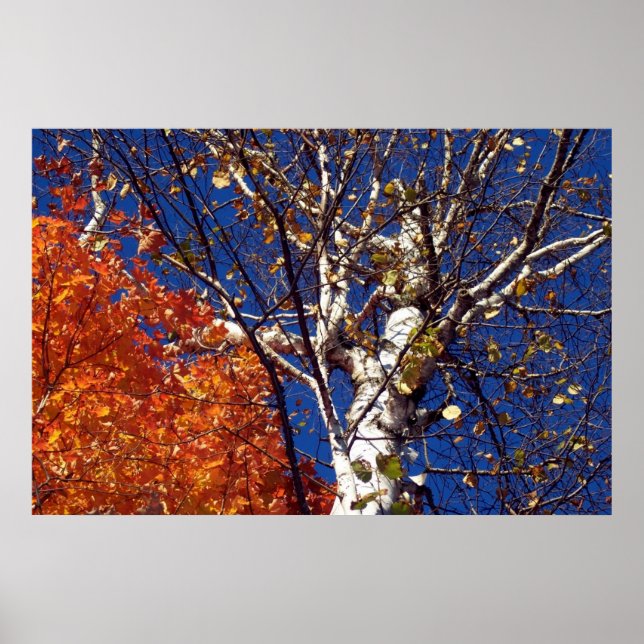 Birch Träd Top Poster (Framsidan)