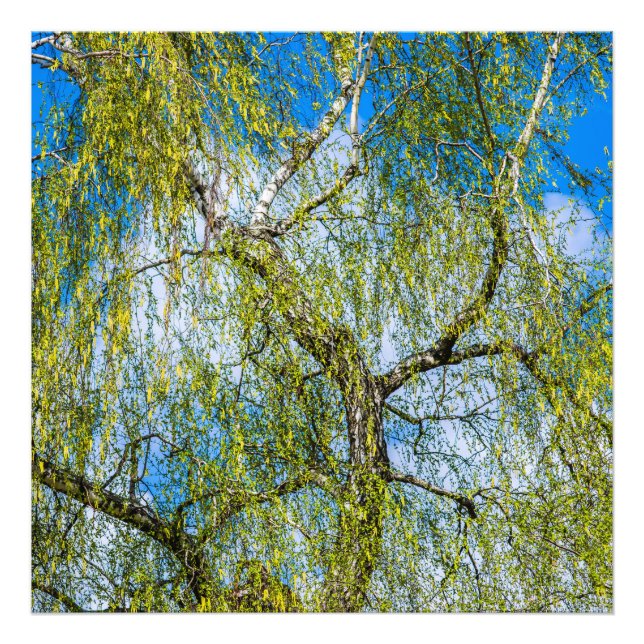 Birch träd - Vår ligger i luft Fototryck (Framsidan)