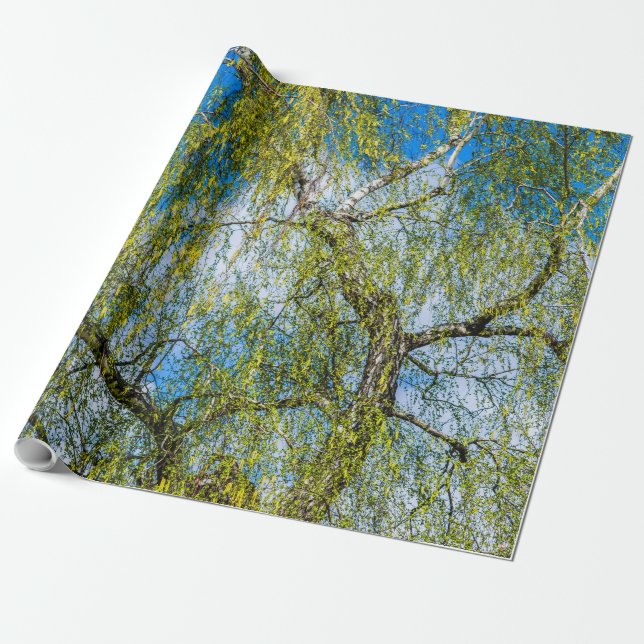 Birch träd - Vår ligger i luft Presentpapper (Utrullad)