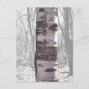 Birch Träd Vykort