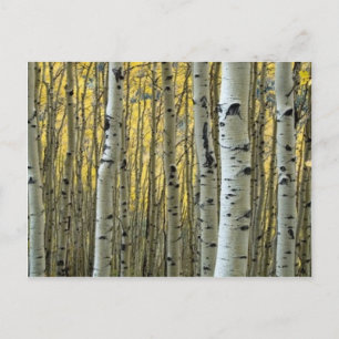 birch träd vykort