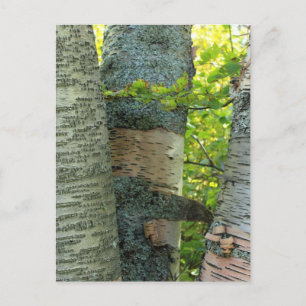 BirchTree Vykort
