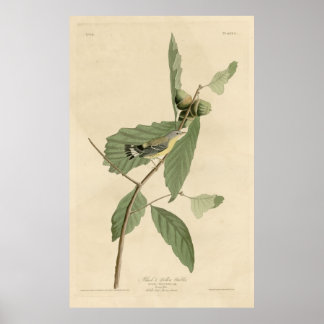 Bird, America, Black Gult Warbler, Audubon, Vint Poster