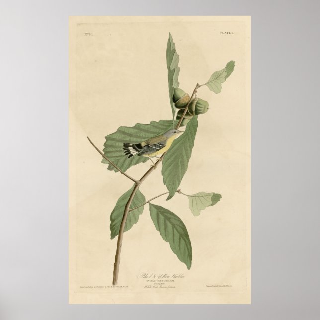 Bird, America, Black Gult Warbler, Audubon, Vint Poster (Framsidan)