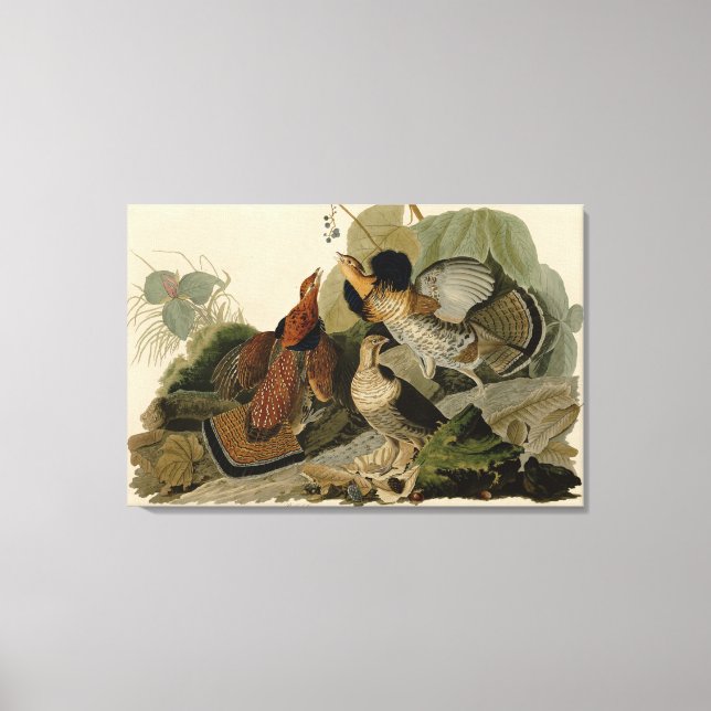 Bird, America, Ruffed Grouse, Audubon, Canvas (Framsida)