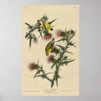 Bird, Amerika, American Goldfinch, Audubon, Vintag Poster