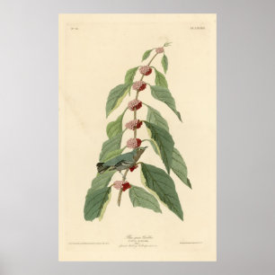 Bird, Amerika, Blue Grönt Warbler, Audubon, Vintag Poster