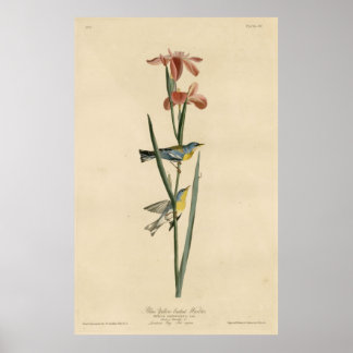 Bird, Amerika, Blue Gult Backbler, Audubon Poster