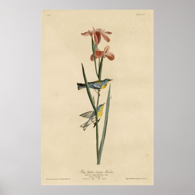 Bird, Amerika, Blue Gult Backbler, Audubon Poster (Framsidan)