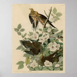 Bird, Amerika, Carolina Turtle Dove, Audubon, Vint Poster