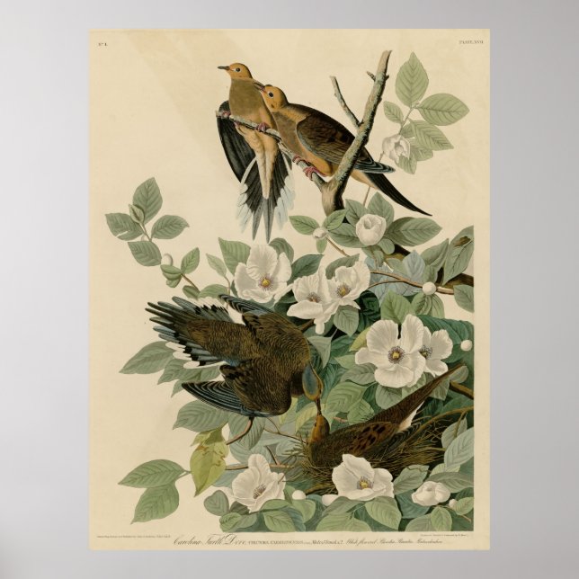 Bird, Amerika, Carolina Turtle Dove, Audubon, Vint Poster (Framsidan)