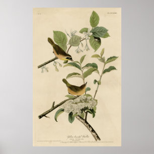 Bird, Amerika, Gult Brested Warbler, Audubon Poster