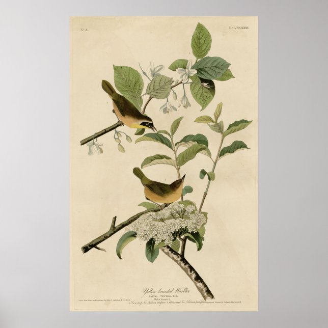 Bird, Amerika, Gult Brested Warbler, Audubon Poster (Framsidan)