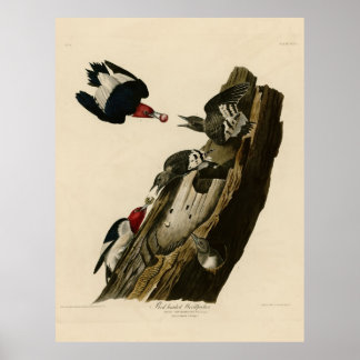 Bird, Amerika, Red Headed Woodpecker, Audubon, Vin Poster