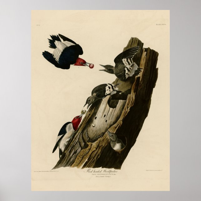 Bird, Amerika, Red Headed Woodpecker, Audubon, Vin Poster (Framsidan)