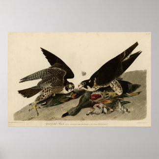 Bird, Amerika, Underbar Footed Hawk, Audubon, Vint Poster