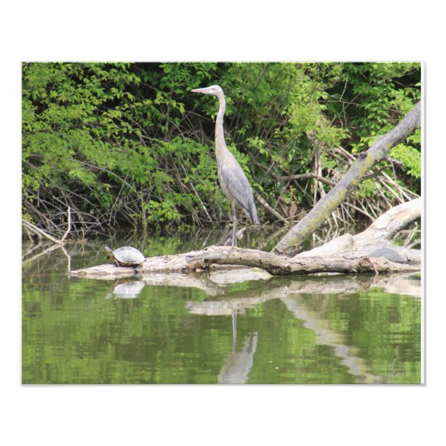 bird and turtle fototryck (Framsidan)