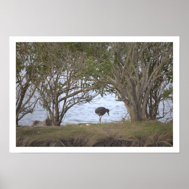 Bird at the Refuge Poster (Framsidan)