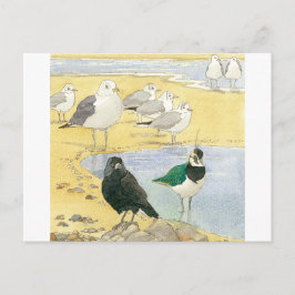 Bird Beach Wildlife Jackdaw Gull Sea Postcard Vykort
