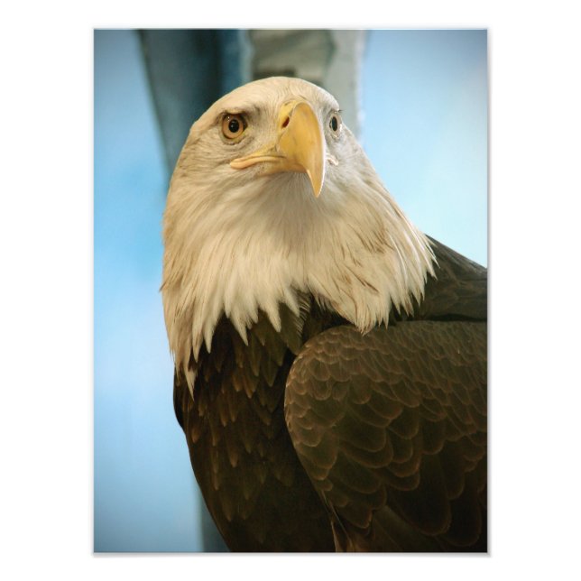 Bird Bild Fototryck (Framsidan)