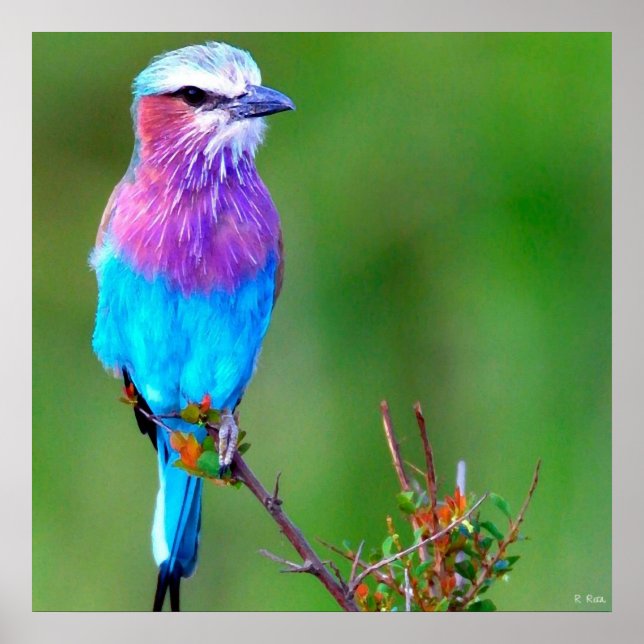 Bird Blue Poster (Framsidan)