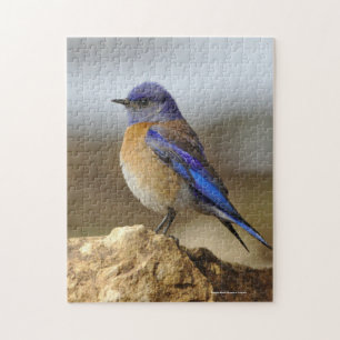 Bird, Bluebird Pussel
