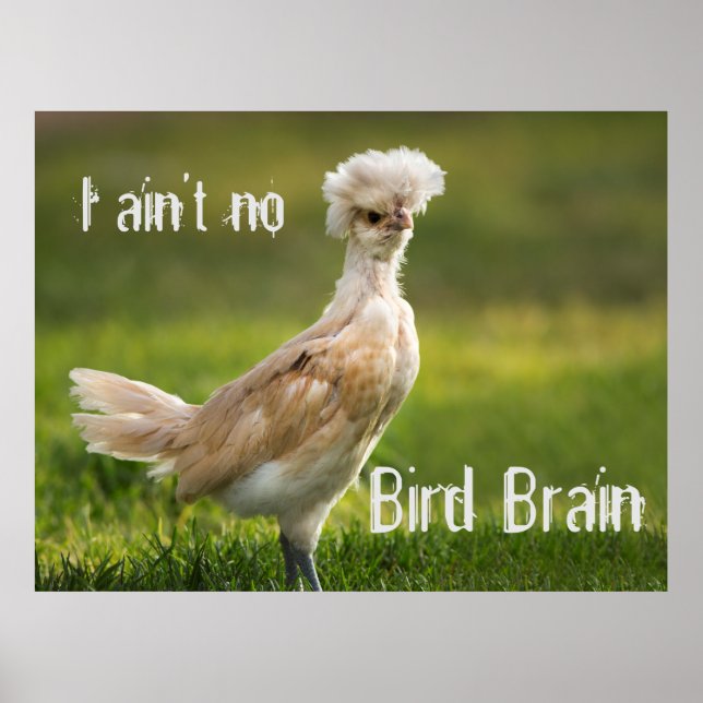 Bird Brain Funny Chicken Poster (Framsidan)