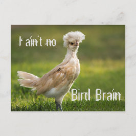 Bird Brain Funny Chicken Vykort