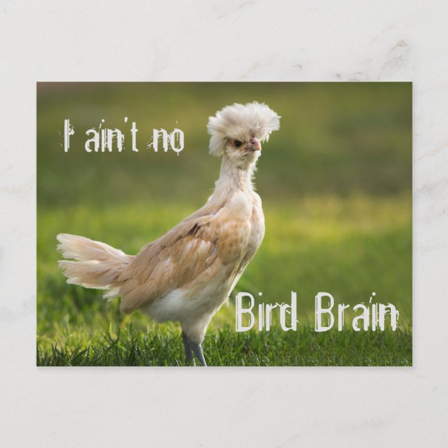 Bird Brain Funny Chicken Vykort (Framsida)