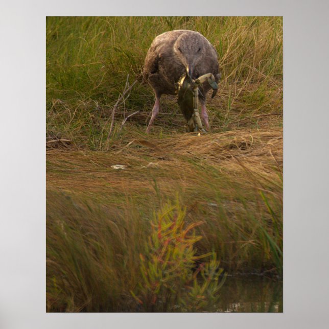 Bird Caught Crab Poster (Framsidan)