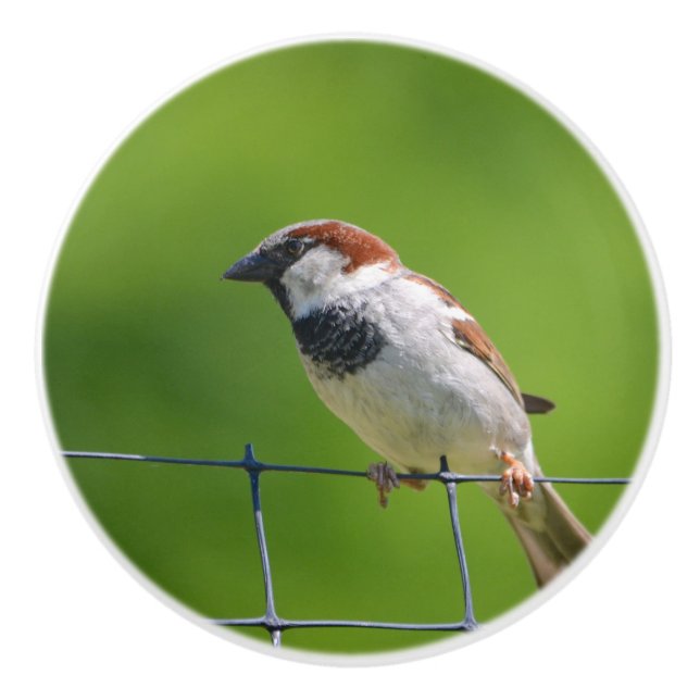 Bird Ceramic Knob Knopp (Framsidan)