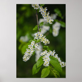 Bird Cherry Träd Blommar Flowers Grönt White Poster