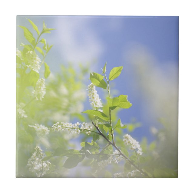Bird Cherry Träd Blommar Flowers Himlar Kakelplatta (Framsidan)