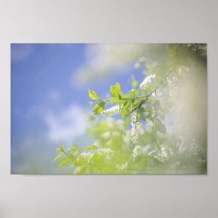 Bird Cherry Träd Blommar Flowers Himlar Poster