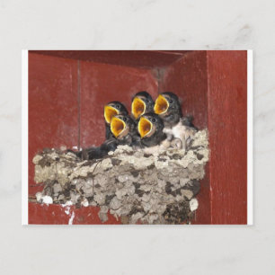 Bird Choir Vykort