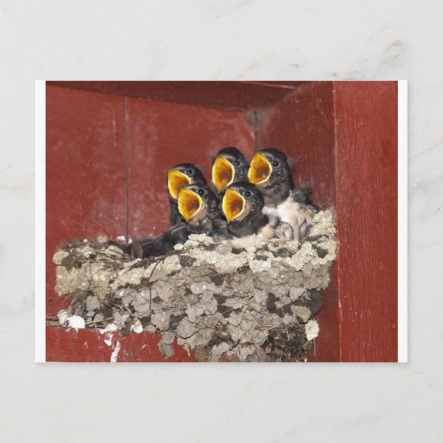 Bird Choir Vykort (Framsida)